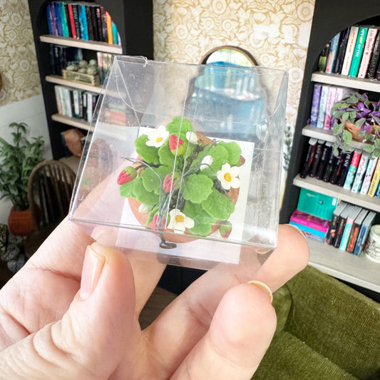 Hanging Stawberry Plant