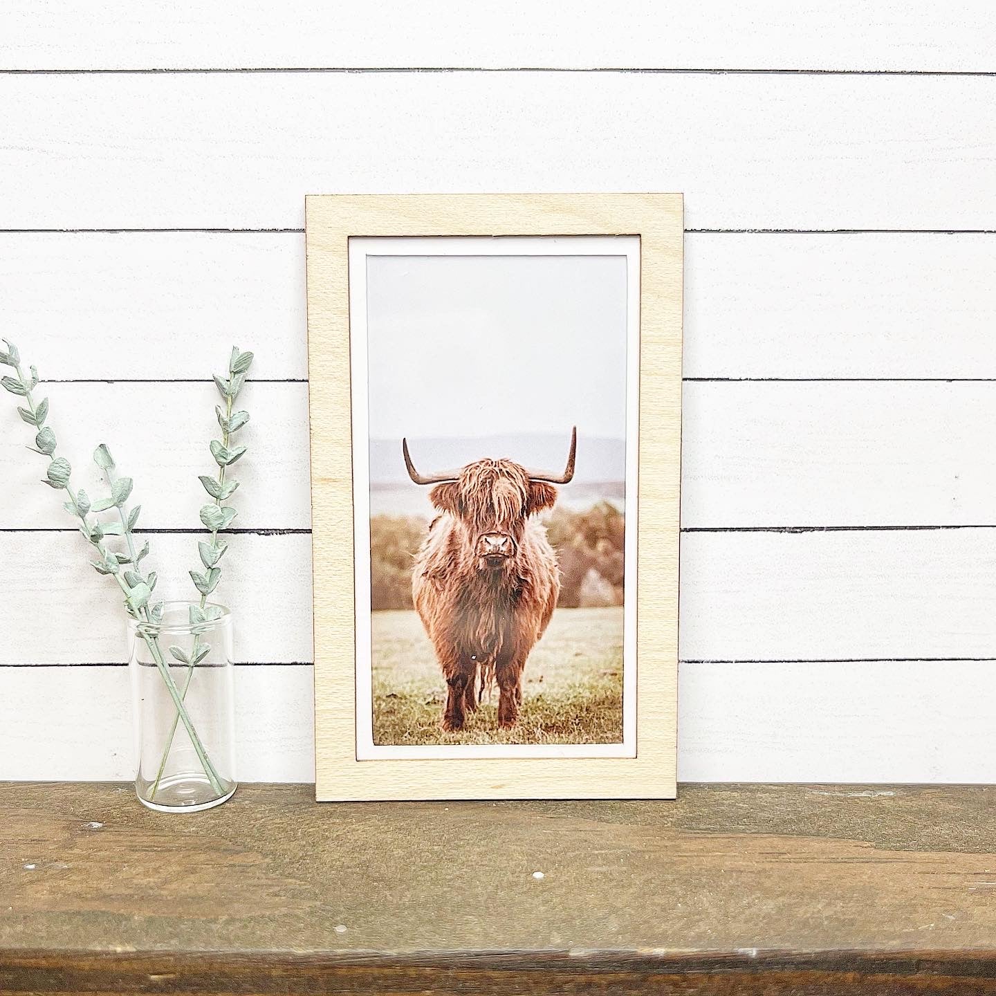Highland Cattle Wall Art