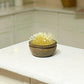 Dried Grass Potted Plant